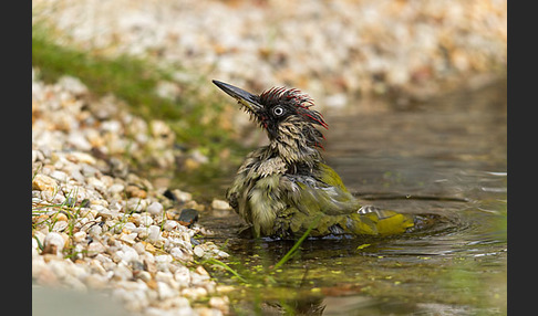 Grünspecht (Picus viridis)