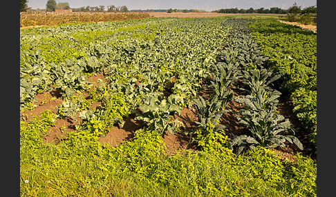 Kulturlandschaft (cultivated landscape)