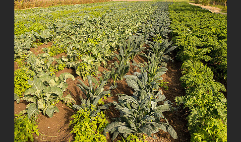 Kulturlandschaft (cultivated landscape)