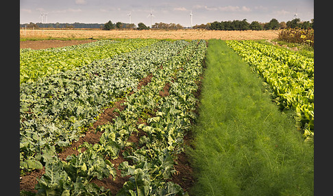 Kulturlandschaft (cultivated landscape)