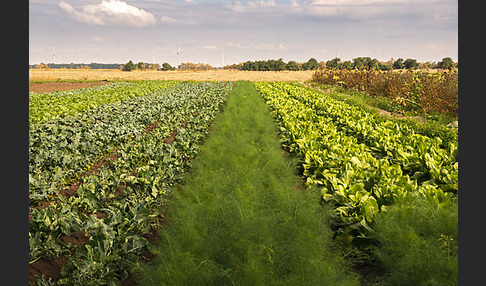 Kulturlandschaft (cultivated landscape)