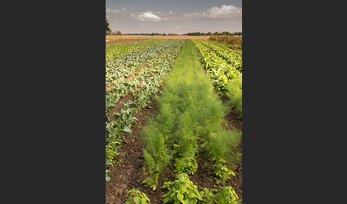 Kulturlandschaft (cultivated landscape)