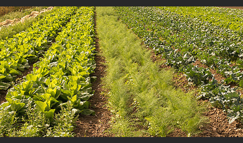 Kulturlandschaft (cultivated landscape)