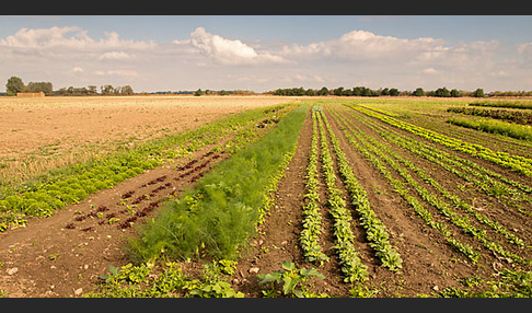 Kulturlandschaft (cultivated landscape)