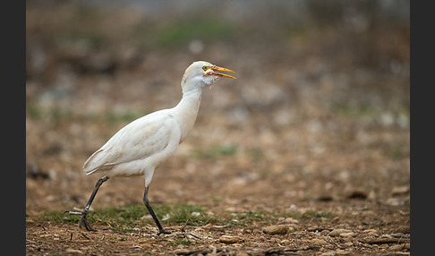 Kuhreiher (Bubulcus ibis)