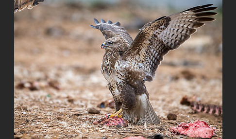 Mäusebussard (Buteo buteo)