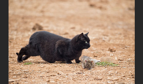 Hauskatze (Felis silvestris forma catus)