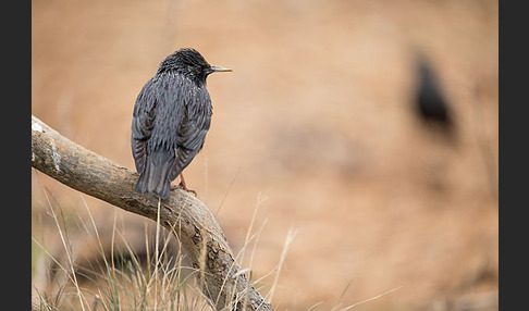 Einfarbstar (Sturnus unicolor)