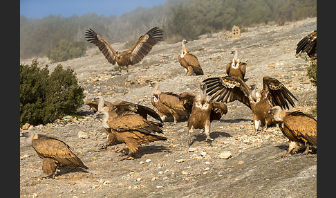 Gänsegeier (Gyps fulvus)