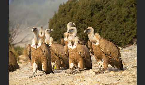 Gänsegeier (Gyps fulvus)