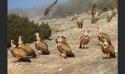 Gänsegeier (Gyps fulvus)