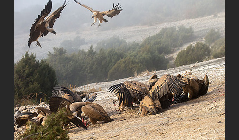 Gänsegeier (Gyps fulvus)