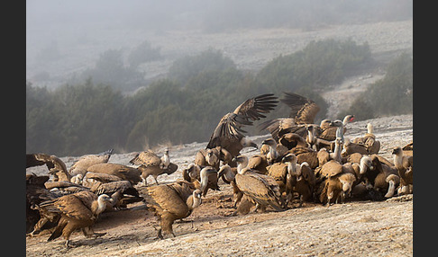 Gänsegeier (Gyps fulvus)