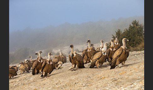 Gänsegeier (Gyps fulvus)