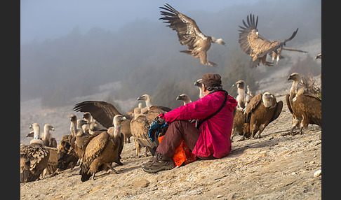 Gänsegeier (Gyps fulvus)