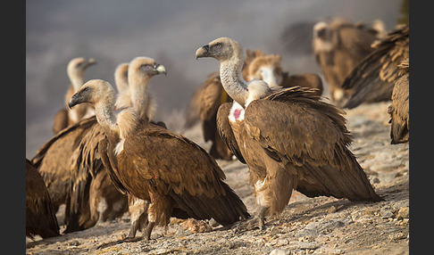 Gänsegeier (Gyps fulvus)