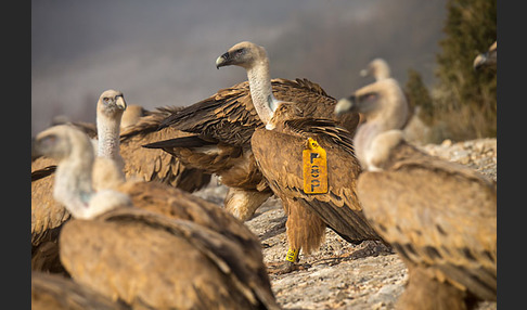 Gänsegeier (Gyps fulvus)