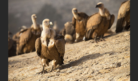 Gänsegeier (Gyps fulvus)