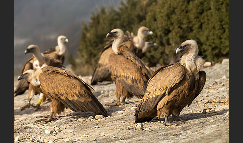 Gänsegeier (Gyps fulvus)