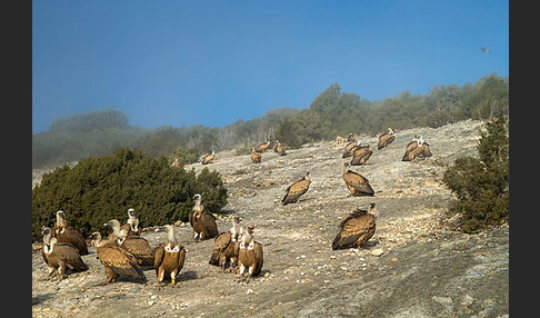 Gänsegeier (Gyps fulvus)