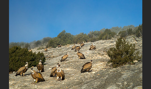 Gänsegeier (Gyps fulvus)