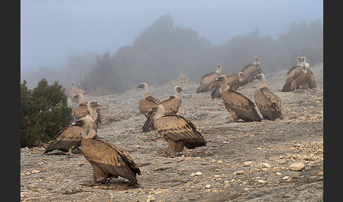 Gänsegeier (Gyps fulvus)