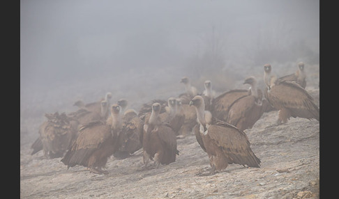 Gänsegeier (Gyps fulvus)