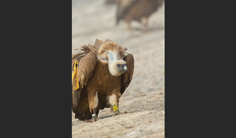 Gänsegeier (Gyps fulvus)