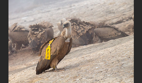 Gänsegeier (Gyps fulvus)