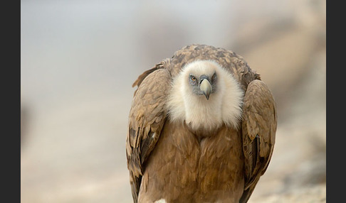 Gänsegeier (Gyps fulvus)