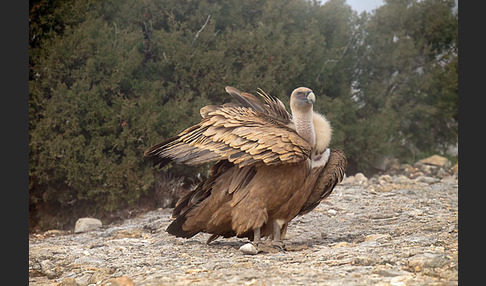 Gänsegeier (Gyps fulvus)