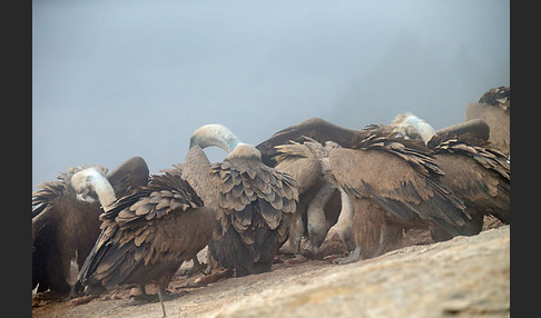 Gänsegeier (Gyps fulvus)