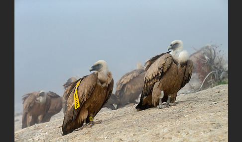 Gänsegeier (Gyps fulvus)