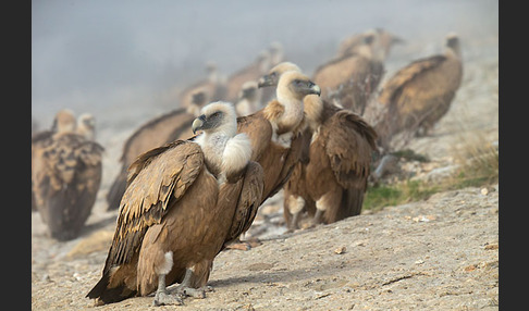 Gänsegeier (Gyps fulvus)