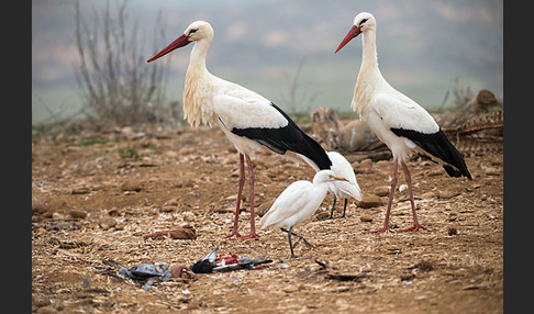 Weißstorch (Ciconia ciconia)