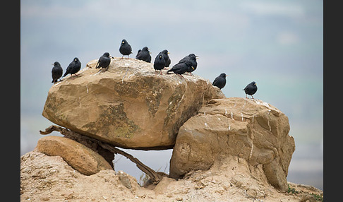 Einfarbstar (Sturnus unicolor)