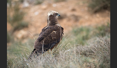 Rohrweihe (Circus aeruginosus)