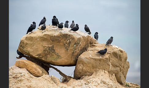 Star (Sturnus vulgaris)