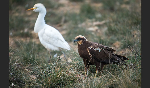 Kuhreiher (Bubulcus ibis)