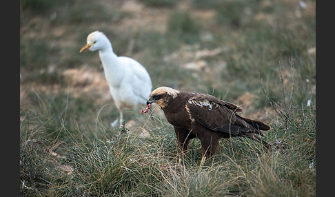 Kuhreiher (Bubulcus ibis)