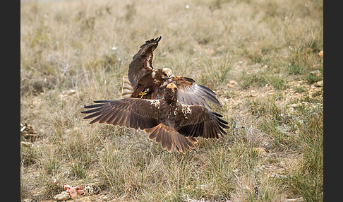 Rohrweihe (Circus aeruginosus)