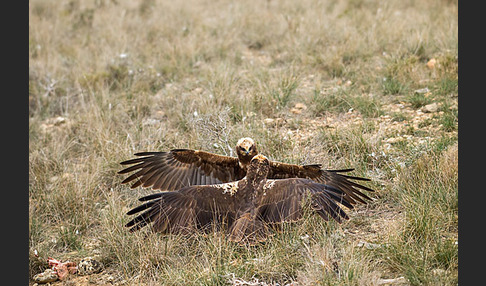 Rohrweihe (Circus aeruginosus)