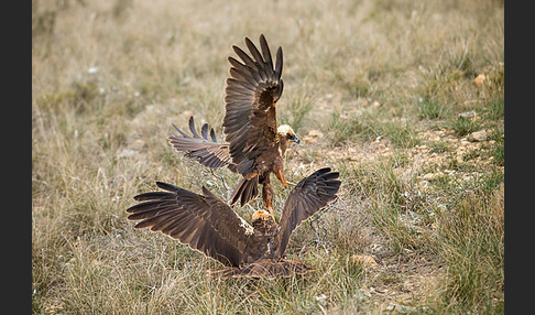 Rohrweihe (Circus aeruginosus)