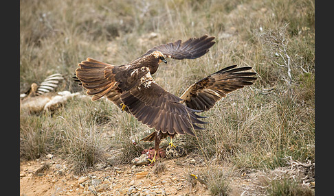 Rohrweihe (Circus aeruginosus)