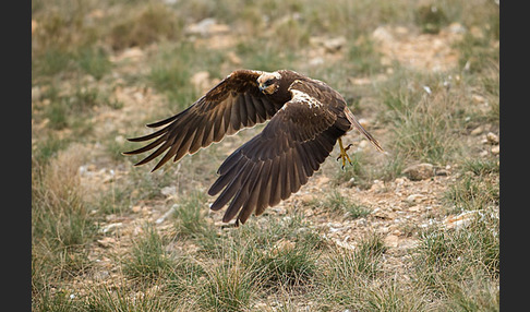 Rohrweihe (Circus aeruginosus)