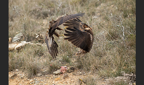 Rohrweihe (Circus aeruginosus)