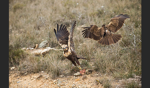 Rohrweihe (Circus aeruginosus)