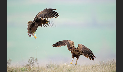 Rohrweihe (Circus aeruginosus)