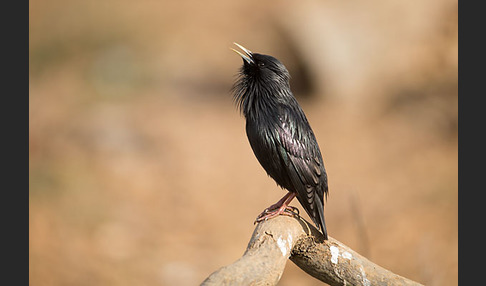 Einfarbstar (Sturnus unicolor)