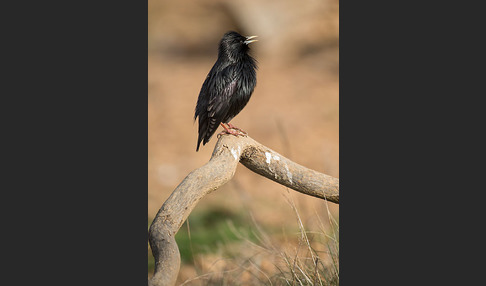 Einfarbstar (Sturnus unicolor)